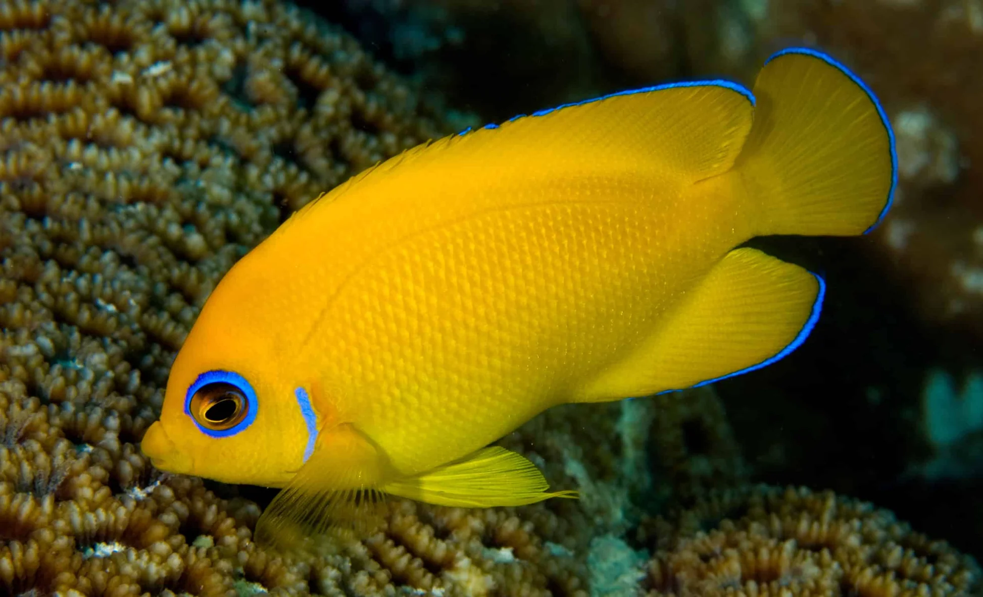 Lemonpeel Dwarf Angelfish