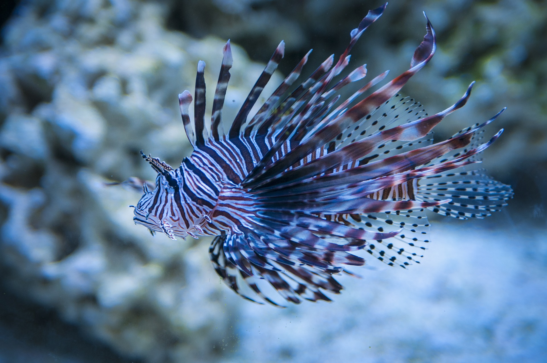 Lionfish category for saltwater aquariums
