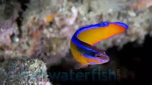 Neon Dottyback