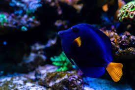 Captive bred Purple Tang swimming over live rock in reef tank