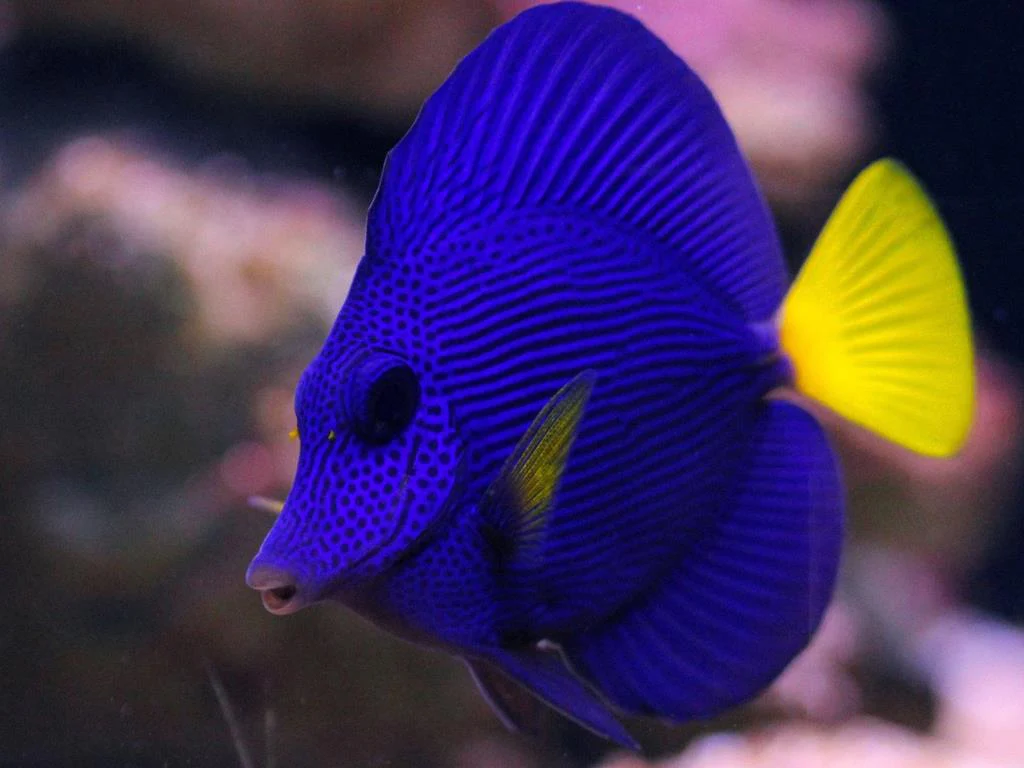 Tangs category for saltwater aquariums