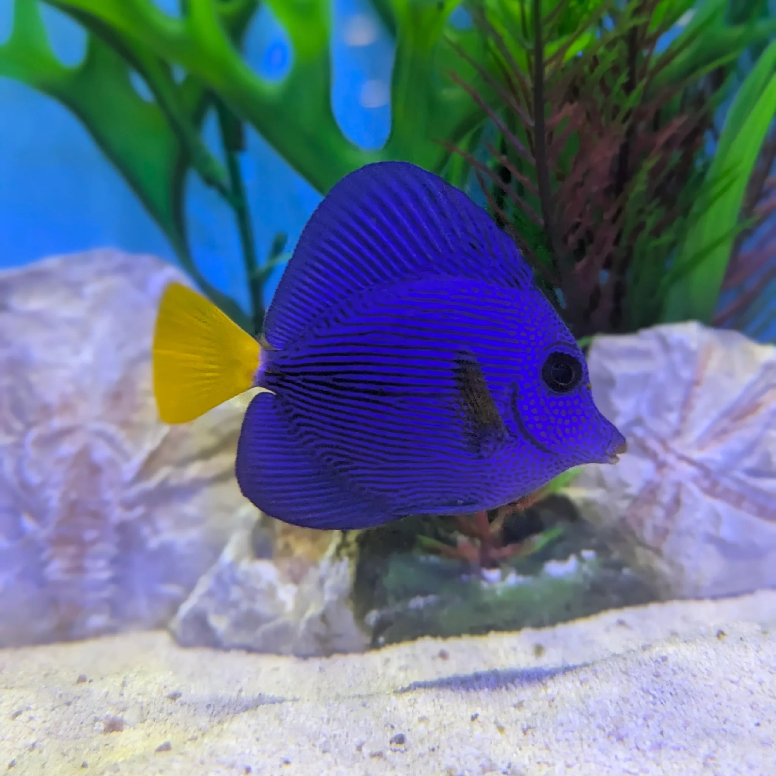 Purple Tang in mixed reef aquarium display fish