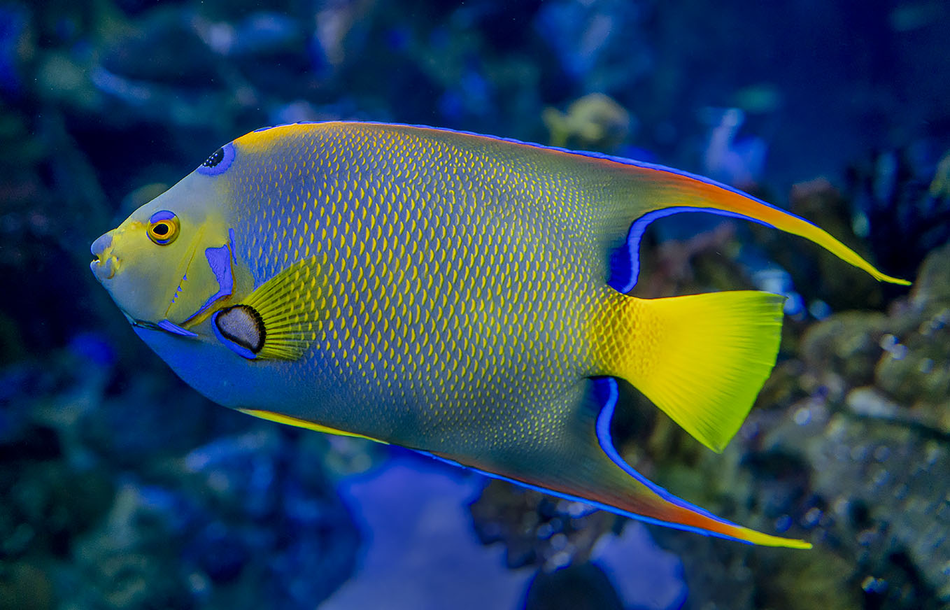 Queen Angelfish large saltwater angelfish for sale