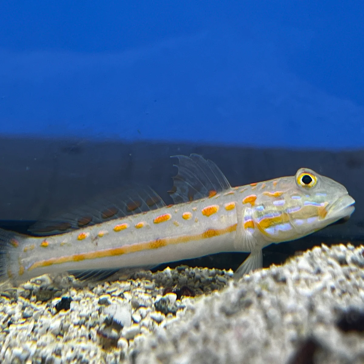 Diamond Watchman Goby (Valenciennea puellaris) sand sifting reef tank