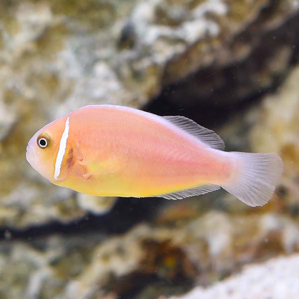 Skunk clownfish for sale category