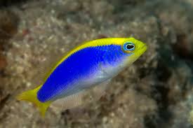 Sunrise Dottyback